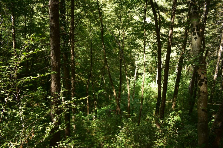 il sentiero degli gnomi: stare con i bambini nel bosco
