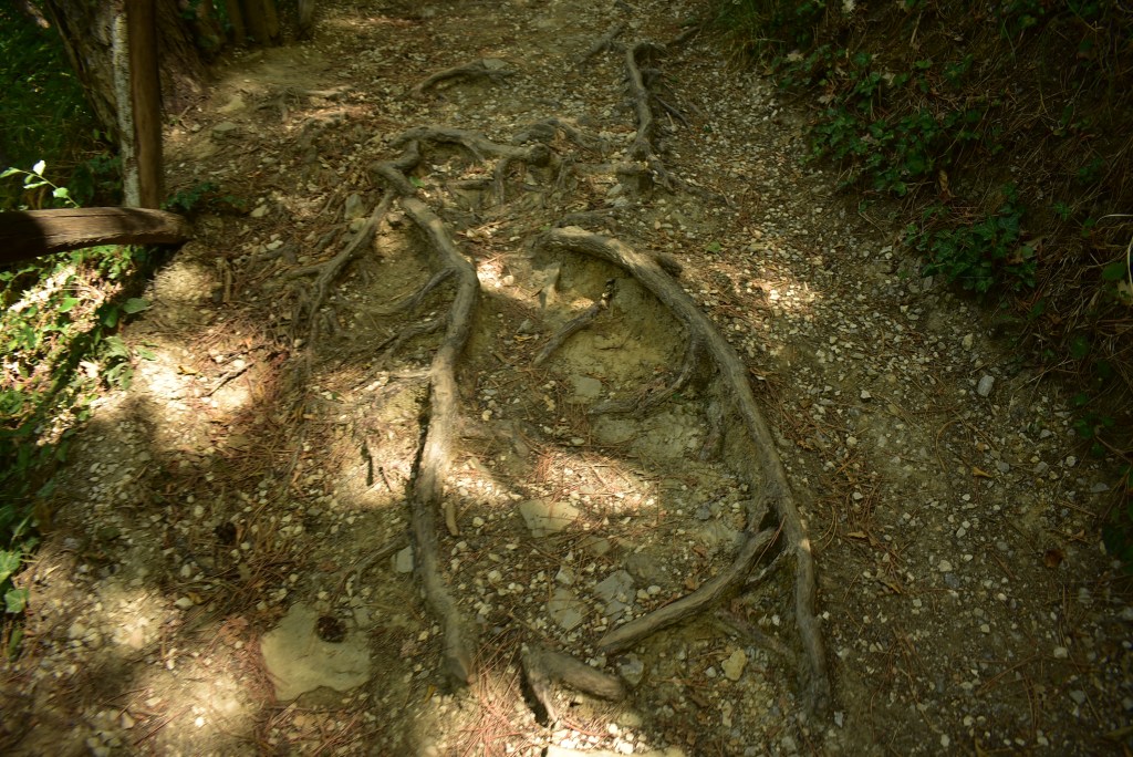 il sentiero degli gnomi: camminare nel bosco